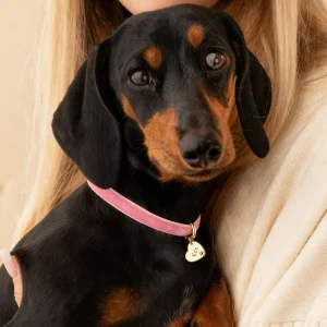 Collar Amor Mascota - Personalizado